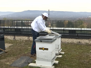 Како вештачка интелигенција помаже пчеларима у управљању кошницама