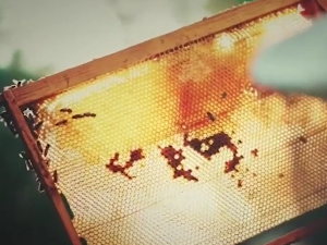 Како је дигитални пчеларев асистент показао да пчеле не спавају ни ноћу