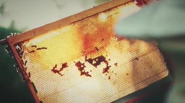Како је дигитални пчеларев асистент показао да пчеле не спавају ни ноћу