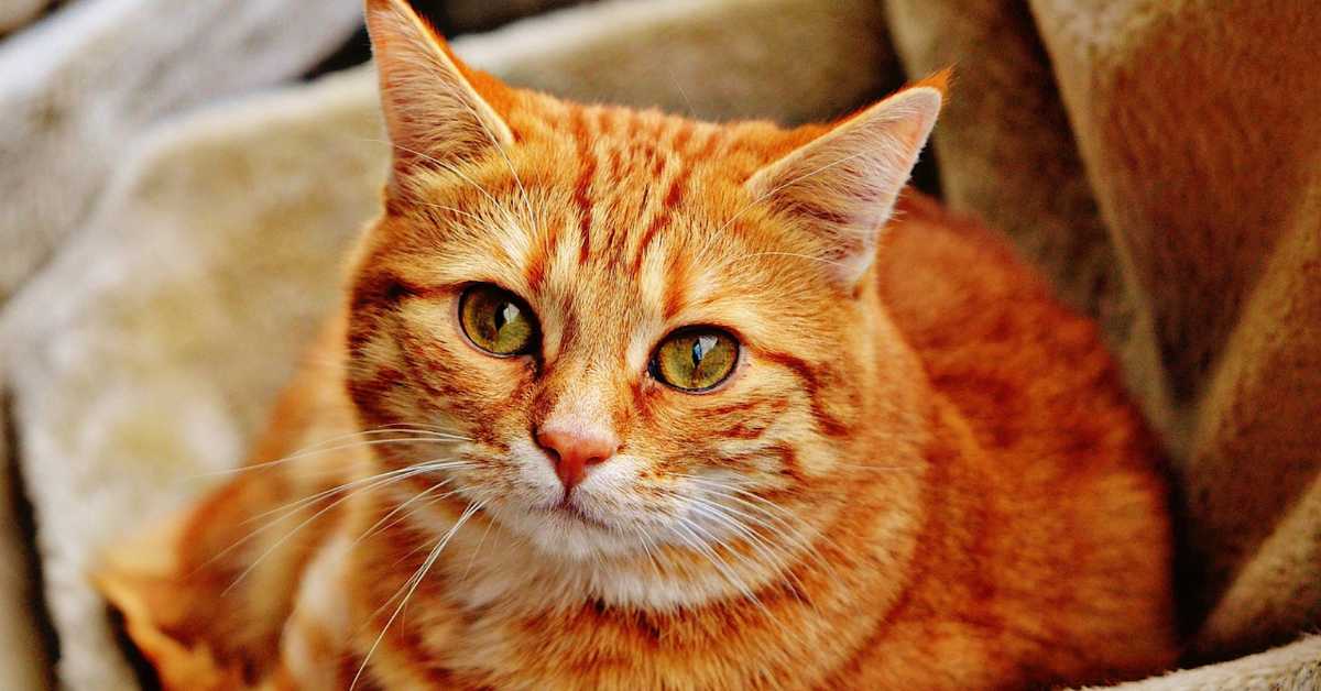 Колико мачка као љубимац може да утиче на опасност од добијања шизофреније