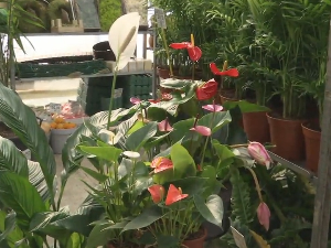 Како да негујете биљке које сте добили за 8. март