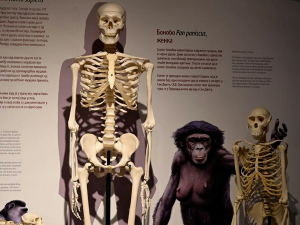 Како су примати величине мачке могли да преживе на Арктику