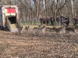 Ко узнемирава јелене и муфлоне у суботичкој шуми