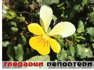 Гледаоци репортери (15. март 2023.)