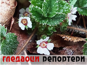 Гледаоци репортери (16. март 2023.)