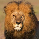 Три лоша убише Боба – краља лавова убили  млади ривали