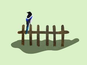  Јутарњи разговори: Свраке 