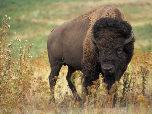 Племена у САД добијају бизоне како би обновила везу са земљом, са животињама и природом
