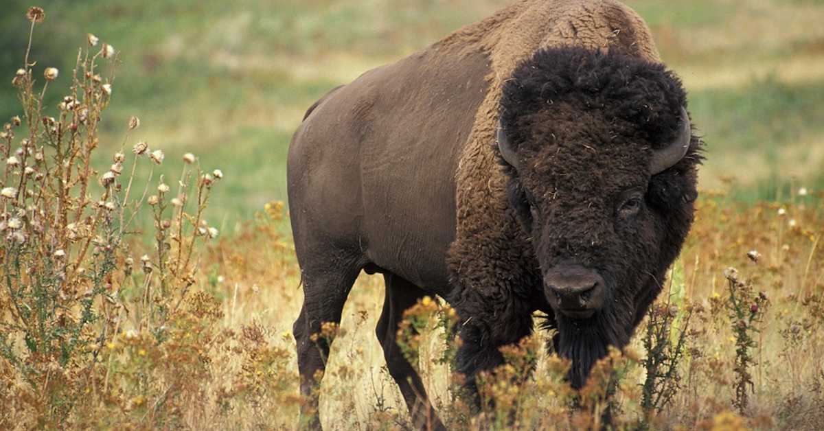 Племена у САД добијају бизоне како би обновила везу са земљом, са животињама и природом