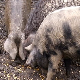 Афричка куга свиња у Србији – пресудна је брза дијагностика, смањује се број жаришта