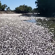 Милиони мртвих риба у Аустралији, узрок - временски услови