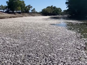 Милиони мртвих риба у Аустралији, узрок - временски услови