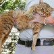 Мачка-лисица је нова врста сисара и живи на Корзици