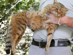 Мачка-лисица је нова врста сисара и живи на Корзици