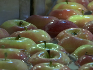 Зашто домаће јабуке све теже налазе пут до руског купца