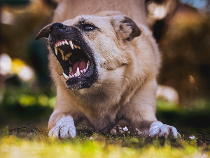 Прошле године пријављено 860 уједа паса, ко је одговоран: луталице или неодговорни власници 