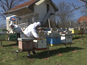 Шире се пчелињаци у Јабланичком округу, пролећни дани најављују медоносну годину