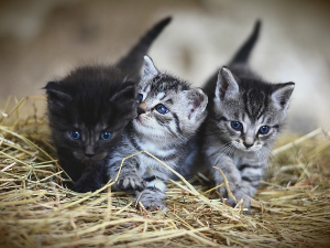 Време музике: Мачке