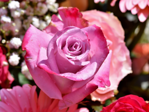 Истраживачи из Фрајбурга: Мирис руже помаже код памћења и учења