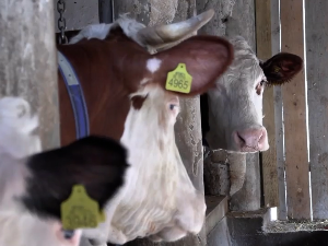 Почело пријављивање за субвенције за узгој телади за тов