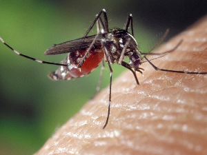 Нанокристали целулозе могу да нас заштитите од уједа комараца, тврде научници