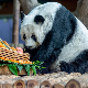 Угинула последња џиновска панда у Тајланду