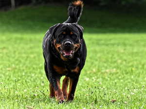 Ротвајлери напали три особе на шеталишту у Чачку