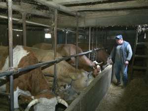 Како се у Топлици беру динари, једноставан рецепт пољопривредника