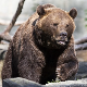 Медвед Љубо из Пипера нашао дом - Црна Гора добила један од највећих резервата у Европи