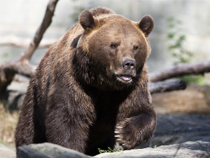 Медвед Љубо из Пипера нашао дом - Црна Гора добила један од највећих резервата у Европи