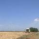 Житна криза – ратари не пристају на цену пшенице од 20 динара, траже 42 динара