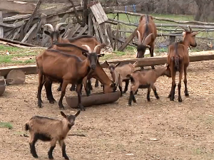 Све више топличких домаћина своју шансу види у сточарству и сеоском туризму 