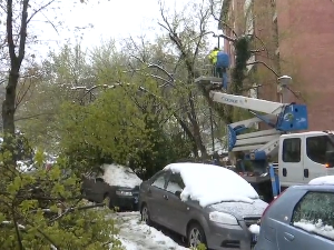 Пало дрво у Дантеовој улици на Карабурми, уништена два аутомобила