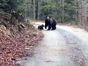 Медвед се засладио медом, опустошио 10 кошница код Бабушнице