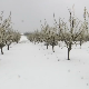 Снег у априлу изненадио и воће – ниске температуре могу да умање род и за 30 одсто