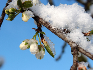Јесу ли мраз и снег обрали воће – вреди ли се димом борити против мраза