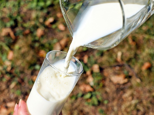 Увоз млека расте, домаћи млекари састављају крај са крајем – како до исплативе производње