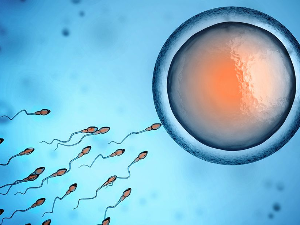 Холанђанин постао отац 550 деце, суд му забранио да и даље донира сперму