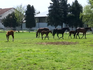 Љубичево - оаза за грађане Пожаревца и госте