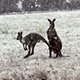 Како се кенгури радују снегу и изненадним пахуљама