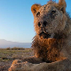 Зашто је убијен један од најстаријих лавова на свету