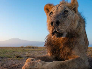 Зашто је убијен један од најстаријих лавова на свету