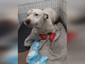 Пас са исеченим предњим шапама и репом пронађен у Раткову код Оџака