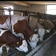 Влада повећала премије за млеко и субвенције по грлу стоке