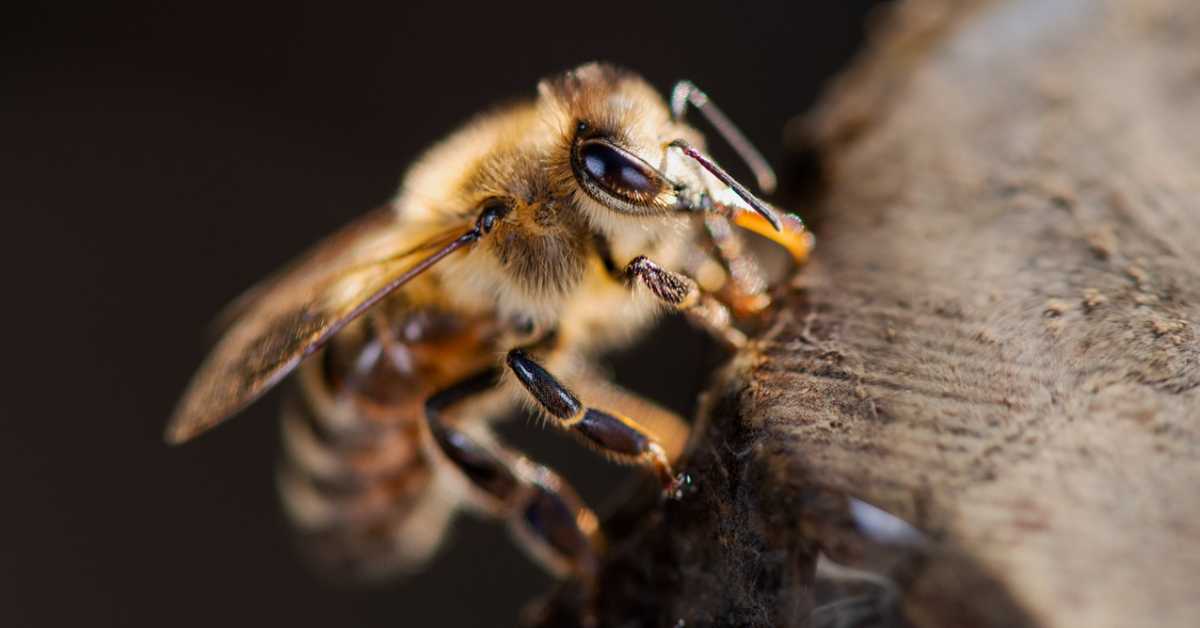 Жену пчеле изболе 75 пута – шта да радимо када нас нападне рој
