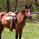 Дружење с коњима на Власинској висоравни за заљубљенике у јахање и природу