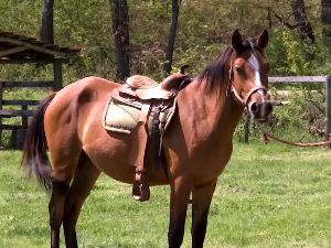 Дружење с коњима на Власинској висоравни за заљубљенике у јахање и природу