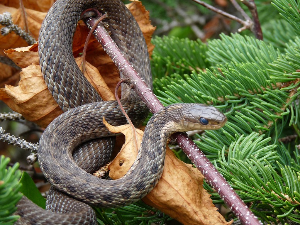 Змије у пролеће – како избећи напад и препознати ујед отровнице