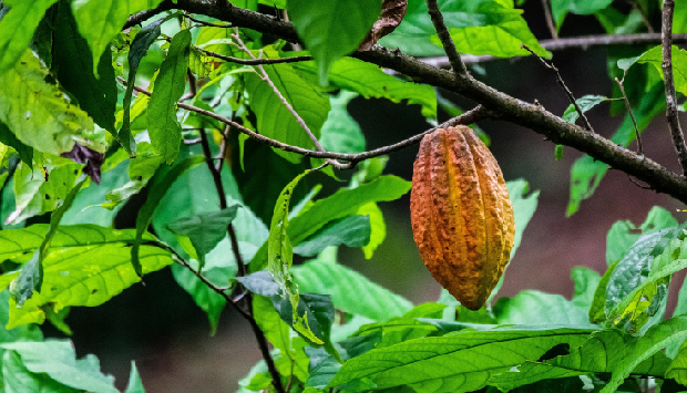 Тропско дрво какаовац
