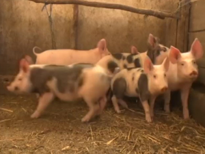 Афричка куга свиња у Мрчајевцима, угрожена околна села и ловишта